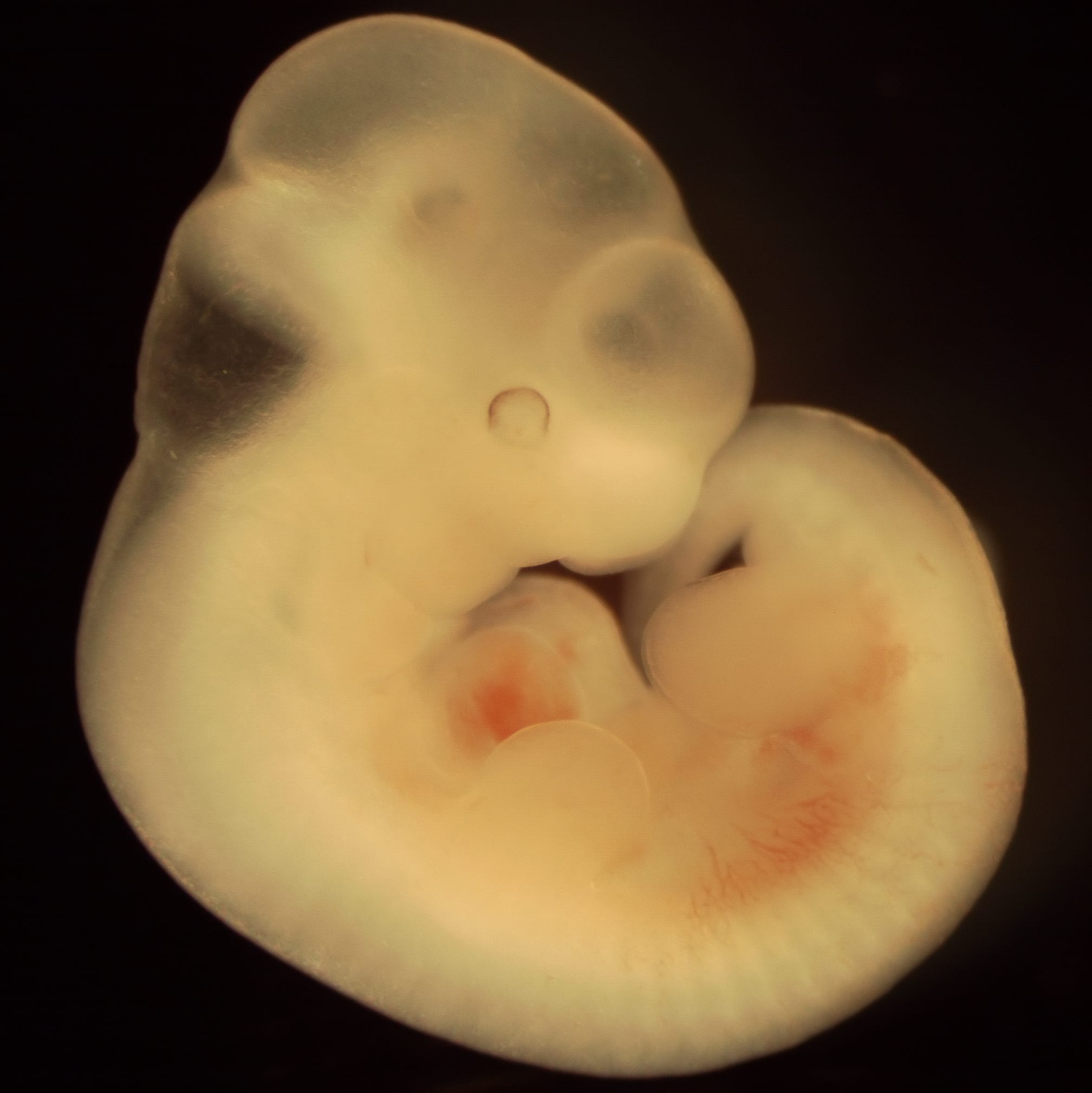 Scientists experiment by creating animal embryos and